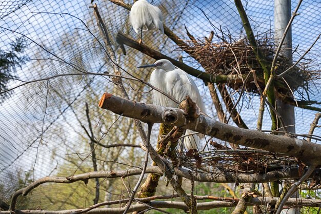 Animaux du zoo allemand d'Augsbourg