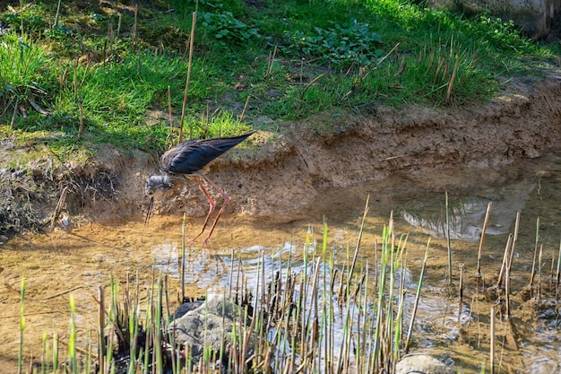 Animaux du zoo allemand d'Augsbourg