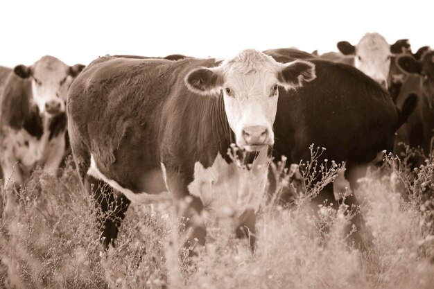 Animaux d'élevage dans la campagne argentine