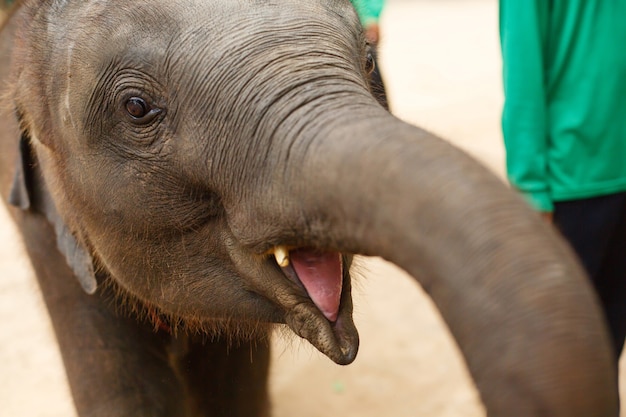 Animaux et faune. Petit éléphant ouvrit la bouche, gros plan