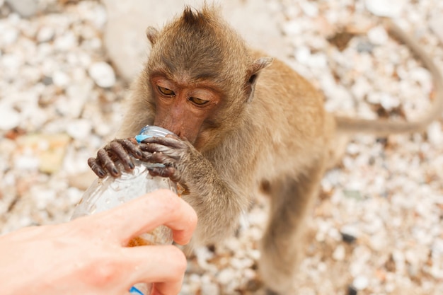 Animaux et faune. Singe boit de la bouteille en plastique