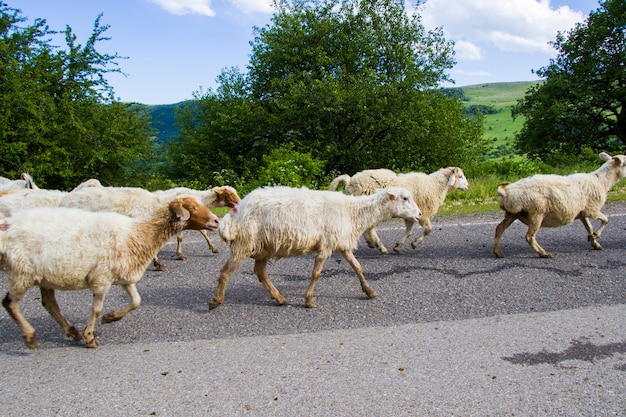 Animaux de ferme domestiques sur l'autoroute et la route, troupeau en mouvement