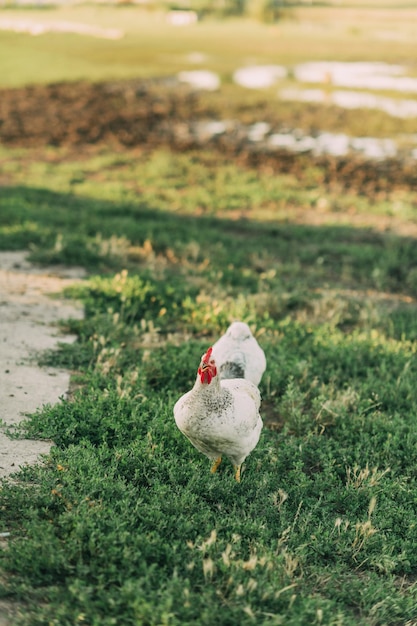 animaux de la ferme produit écologique agriculture