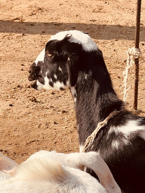 Animaux mangeant brut