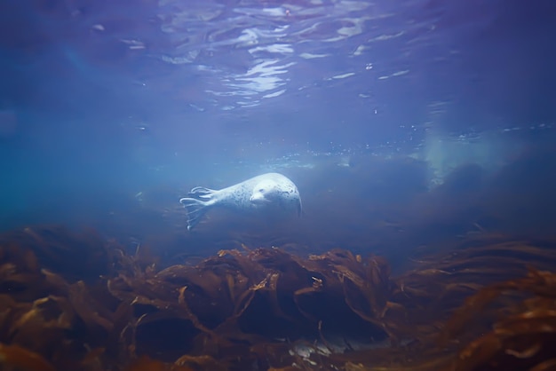 animaux marins photo sous-marine