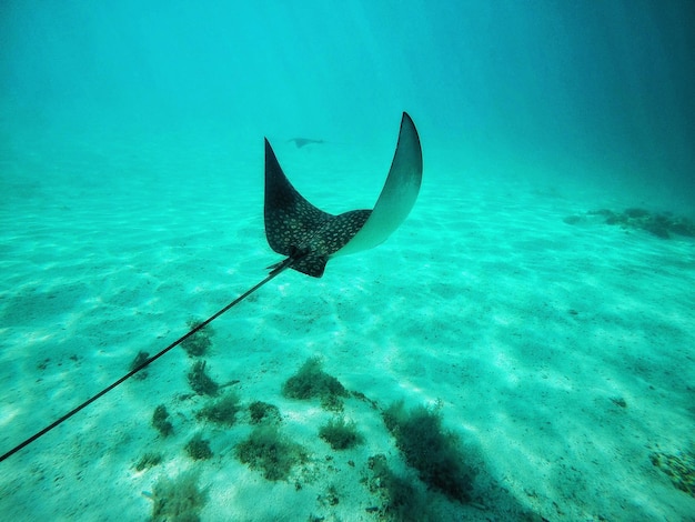 Animaux nageant dans la mer