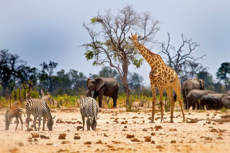 Photo les animaux sur le paysage