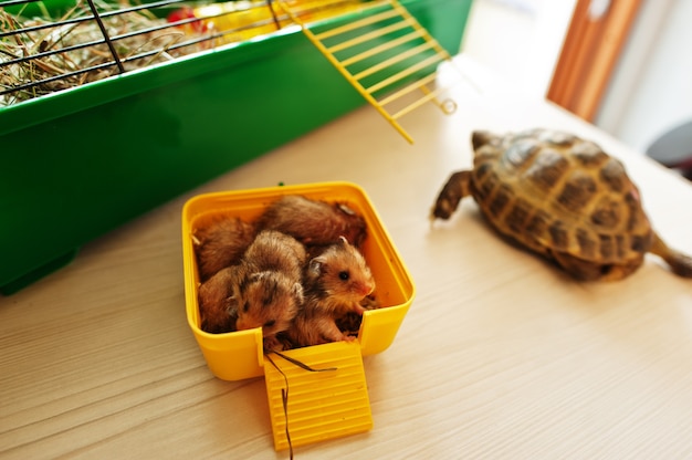 Animaux préférés. Bébé hamsters en cage avec tortue.