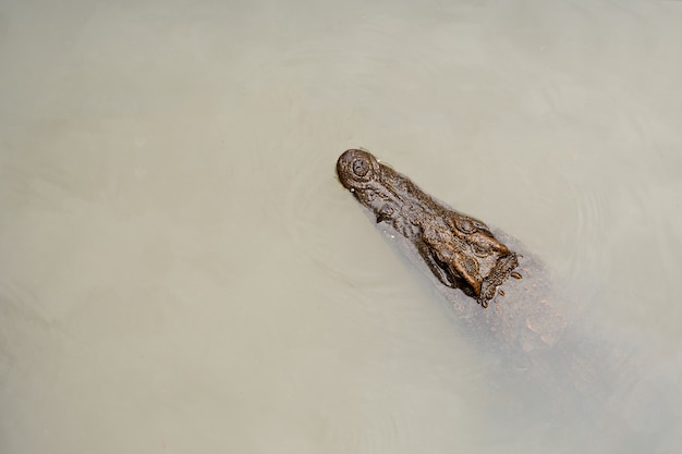 Animaux de reptiles, tête de crocodile en eau douce.