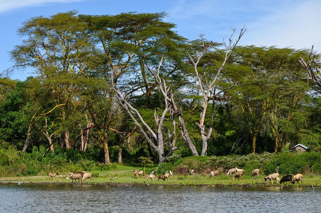 Animaux sur la rive du lac Naivasha Kenya Afrique