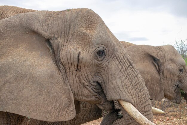 Photo des animaux sauvages africains des éléphants de brousse africains dans les prairies par une journée ensoleillée