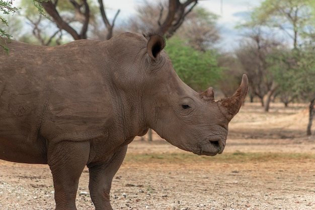 Animaux sauvages africains Portrait d'un rhinocéros blanc mâle qui paît dans le parc national d'Etosha