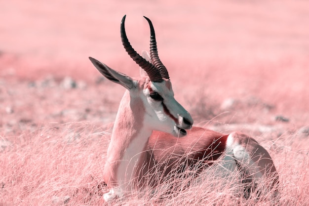 Animaux sauvages d'Afrique L'antilope de taille moyenne springbok dans de hautes herbes jaunes contre un ciel bleu Parc national d'Etosha