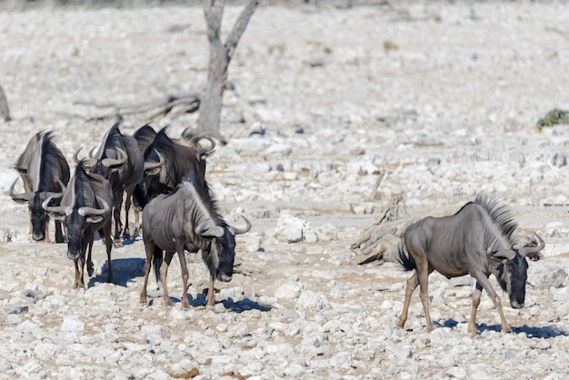 Animaux sauvages d'Afrique -gnou, koudou, orix, springbok, zèbres, eau potable dans un trou d'eau