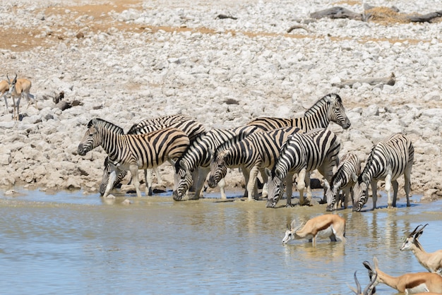 Animaux sauvages d'Afrique -gnou, koudou, orix, springbok, zèbres, eau potable dans un trou d'eau