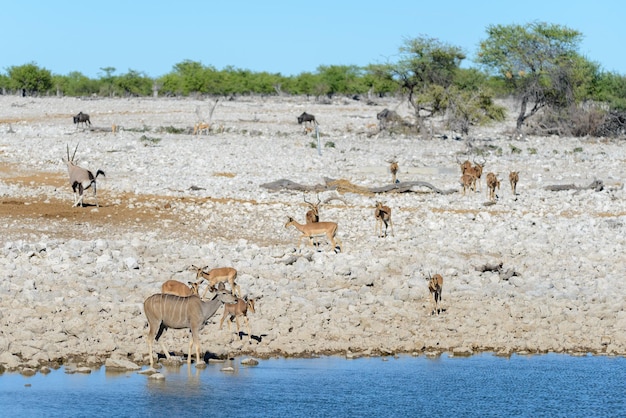 Animaux sauvages d'Afrique gnu kudu orix springbok zèbres buvant de l'eau dans un point d'eau