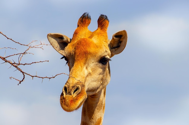 Animaux sauvages d'Afrique. Gros plan girafe namibienne sur fond de ciel bleu