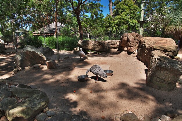 Animaux sauvages au zoo de Taronga à Sydney, Australie