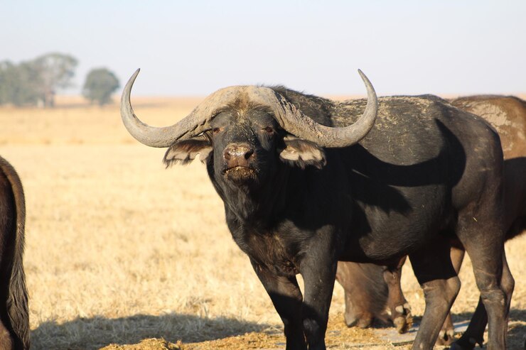 Photo les animaux sauvages dans la nature