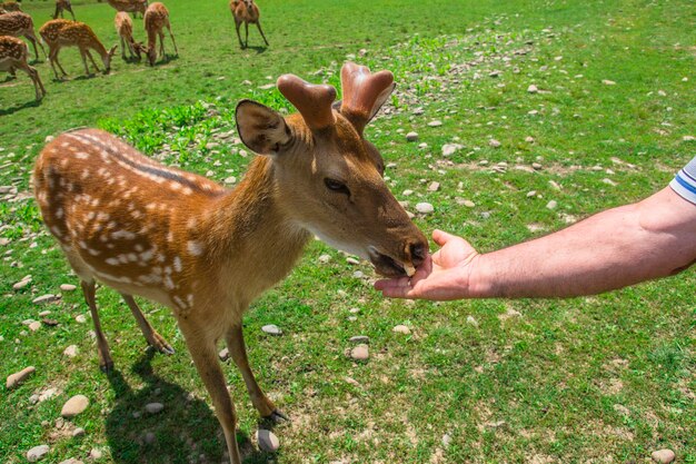 Animaux sauvages de la ferme des cerfs broutant un jour d'été