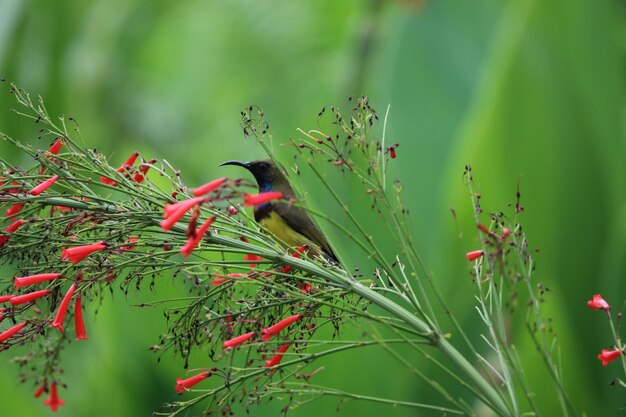 Photo animaux sauvages de l'oiseau-soleil tenant un arbre dans le jardin