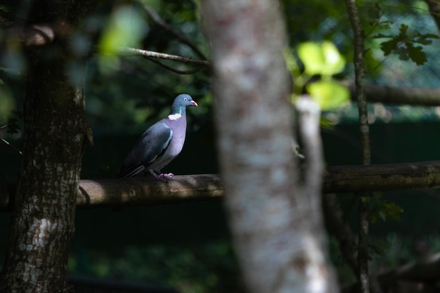 Photo les animaux sauvages