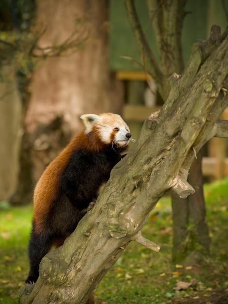 Photo les animaux sauvages