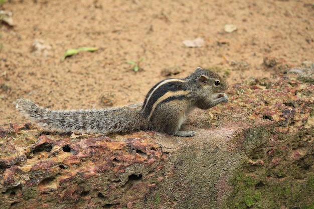 animaux sauvages