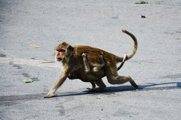 Animaux de la vie famille de singes jouant manger boire et se reposer se détendre sur le parc de jardin au sol à l'extérieur du sanctuaire de Phra Kal près des ruines antiques de Phra Prang Sam Yod à la ville de Lopburi à Lop Buri en Thaïlande