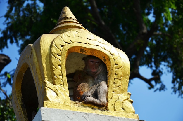 Animaux de la vie famille de singes jouant manger boire et se reposer se détendre sur le parc de jardin au sol à l'extérieur du sanctuaire de Phra Kal près des ruines antiques de Phra Prang Sam Yod à la ville de Lopburi à Lop Buri en Thaïlande