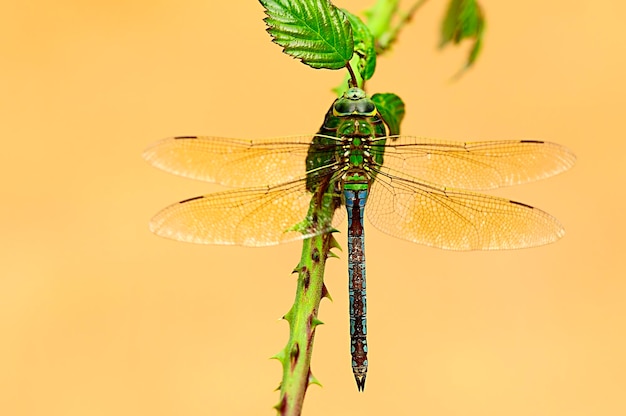 Les anisoptères, ou libellules, sont l'un des deux infra-ordres classiques du sous-ordre Epiprocta.