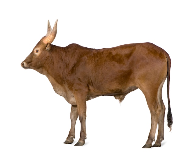 Ankole-Watusi sur un blanc isolé