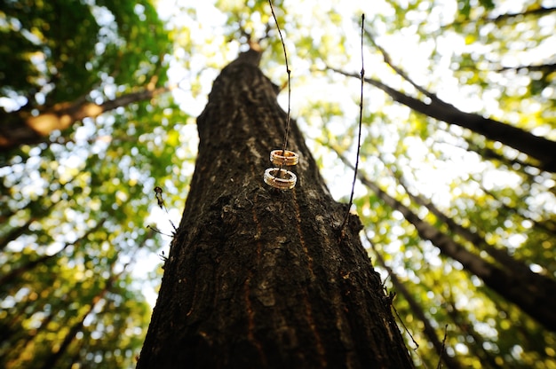 Anneaux de mariage sur une branche d&#39;arbre