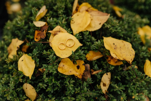 Anneaux de mariage avec des feuilles d'automne dorées. Détails du mariage.