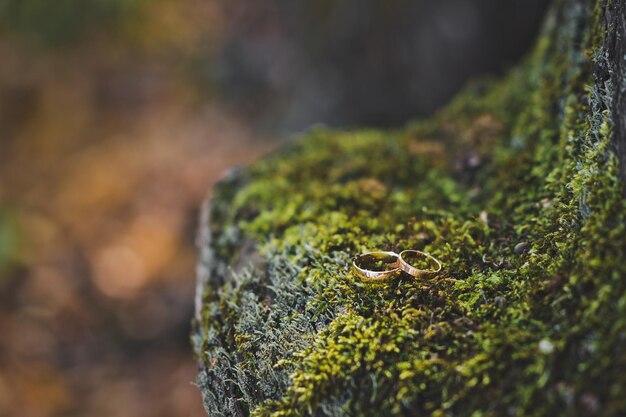 Anneaux de mariage sur mousse verte sur les racines des arbres 2272