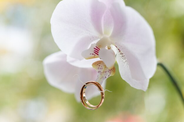 Anneaux de mariage d'or accrochés à l'orchidée blanche