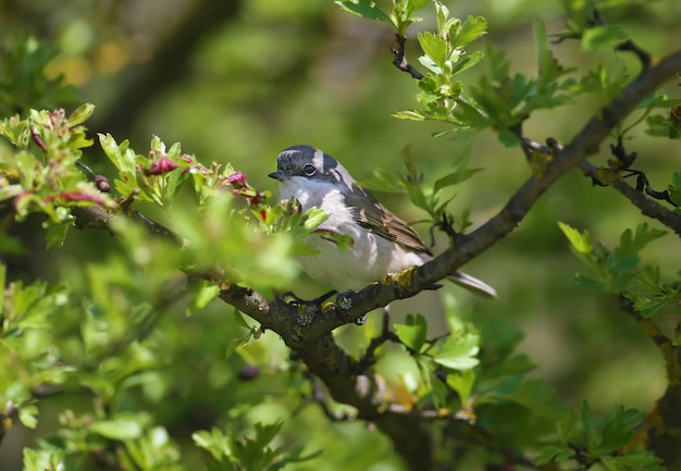 Cette année, la première petite gorge blanche (Curruca curruca) a été photographiée dans un buisson fleuri aux feuilles vertes.