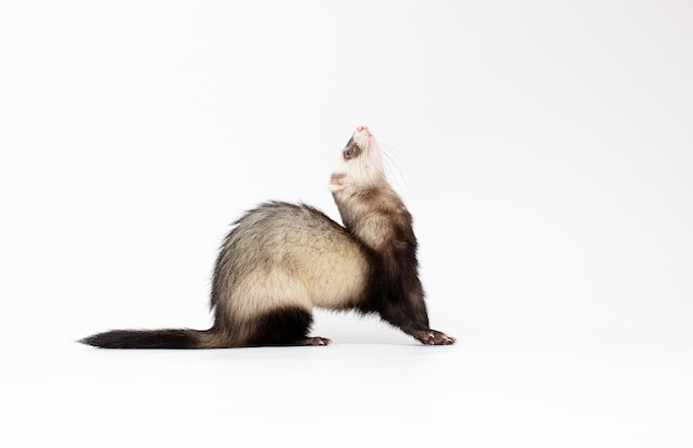 Années furet devant un fond blanc