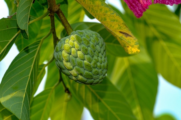 Annona sur l'arbre