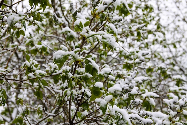 Anomalie météorologique. Chutes de neige en mai. Neige fraîche sur les branches de cerisier en fleurs.