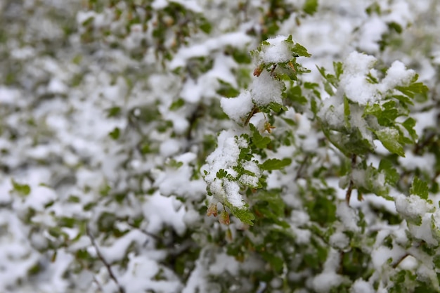 Anomalie météorologique. Chutes de neige en mai. Neige fraîche sur les branches de cerisier en fleurs.