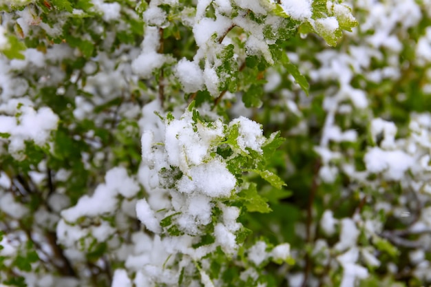 Anomalie météorologique. Chutes de neige en mai. Neige fraîche sur les branches de cerisier en fleurs.