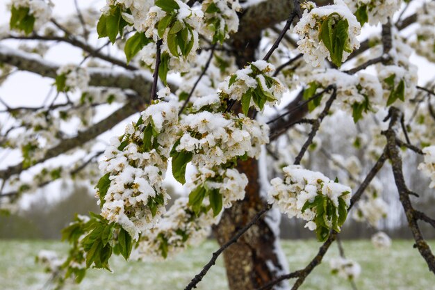 Anomalie météorologique. Chutes de neige en mai. Neige fraîche sur les branches de cerisier en fleurs.