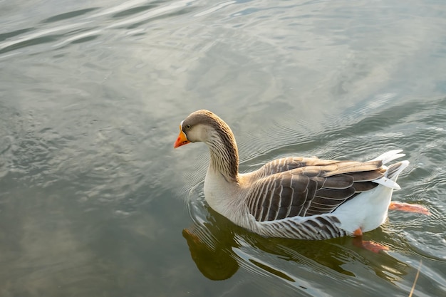 Anser anser flottant à la surface de l'eau Oiseau dans l'eau