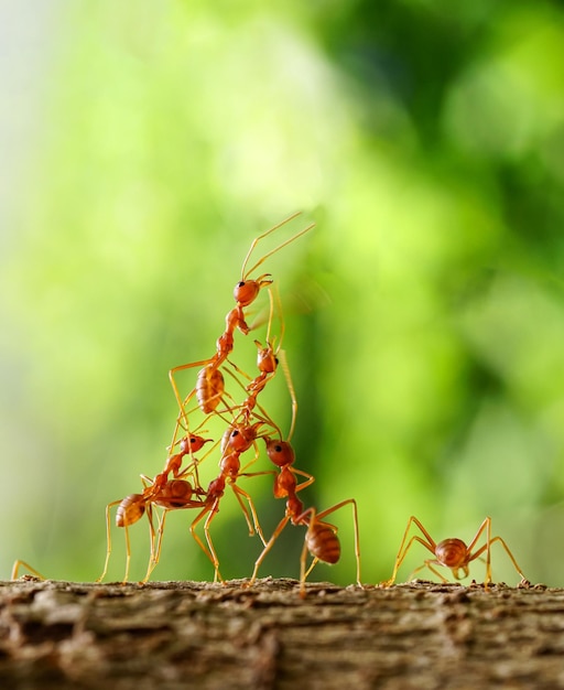 Photo ant action debout, unité d'équipe de pont ant, concept d'équipe travaillant ensemble. sur le fond naturel