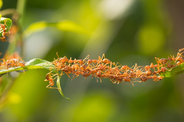 Ant action debout