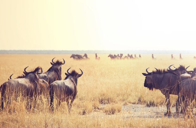 Antelope Gnu dans la brousse namibienne