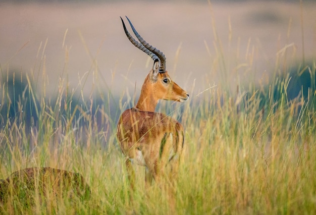 Antelope Impala est debout dans la savane.