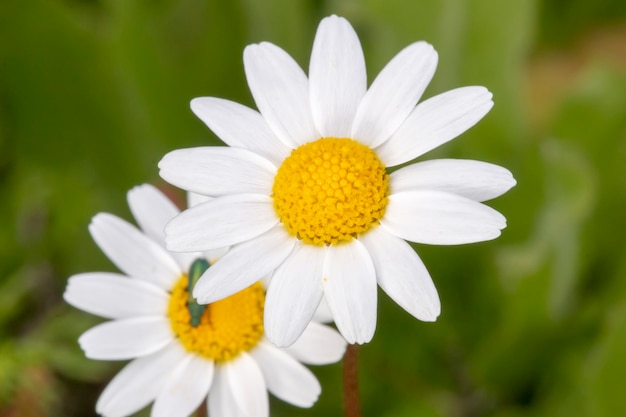 Anthemis maritima (fenouil pour chien) fleur