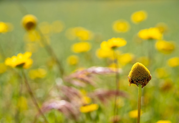 Anthemis tinctoria cota tinctoria ou fleurs de camomille jaune marguerite dorée